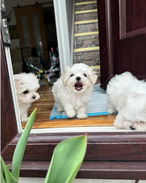 piccolissima cuccioli di Maltese per ladozione | Foto 2