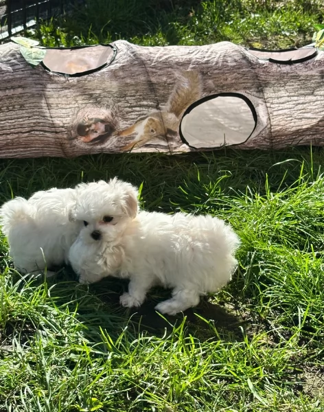 piccolissima cuccioli di Maltese per ladozione | Foto 1