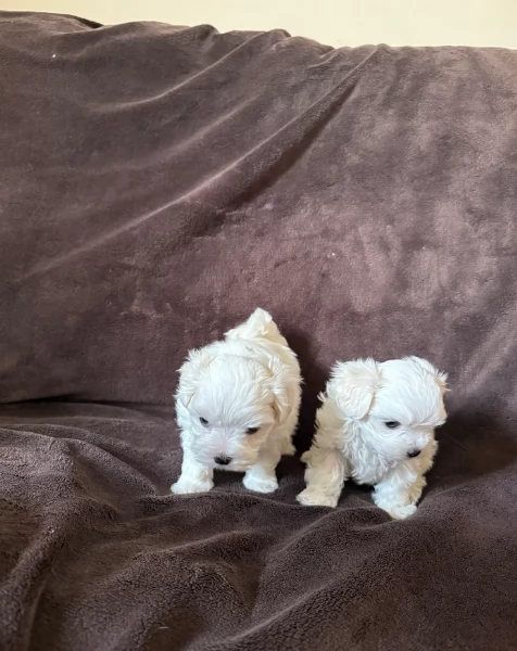 piccolissima cuccioli di Maltese per ladozione | Foto 5