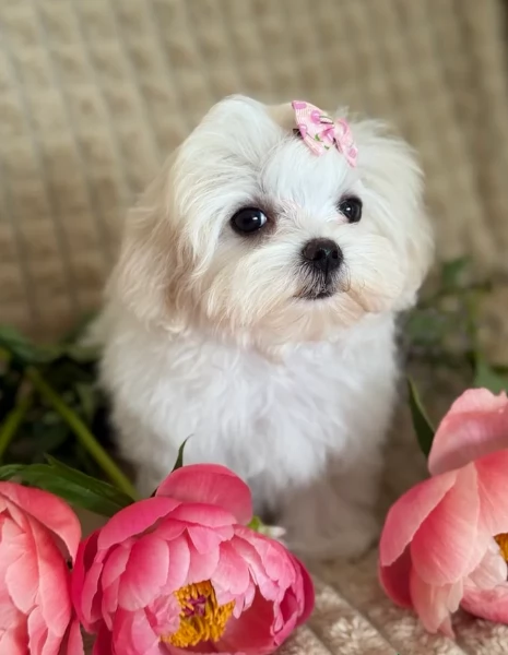 piccolissima cuccioli di Maltese per ladozione