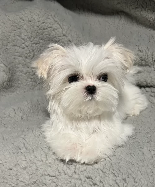 piccolissima cuccioli di Maltese per ladozione | Foto 5
