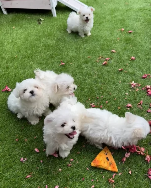 piccolissima cuccioli di Maltese per ladozione | Foto 4
