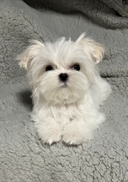 piccolissima cuccioli di Maltese per ladozione | Foto 3