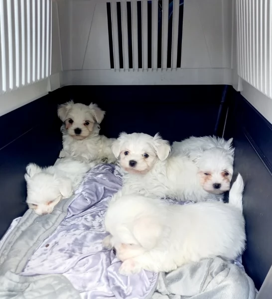 piccolissima cuccioli di Maltese per ladozione