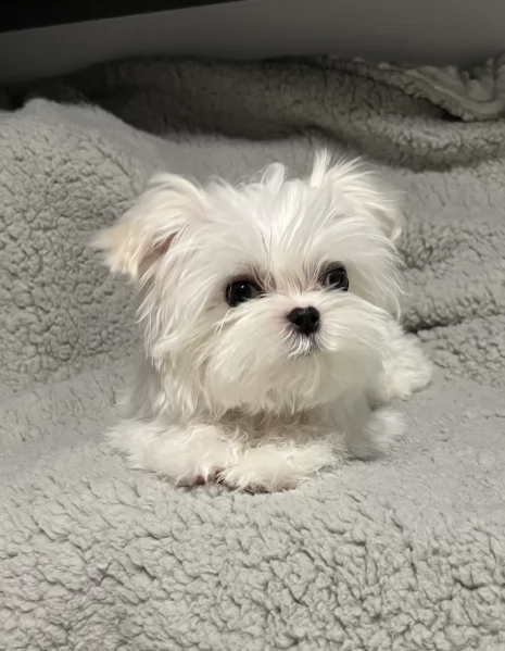piccolissima cuccioli di Maltese per ladozione | Foto 2