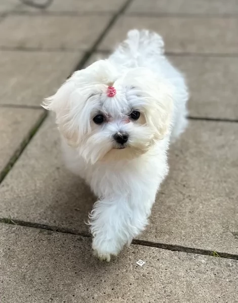 piccolissima cuccioli di Maltese per ladozione | Foto 4