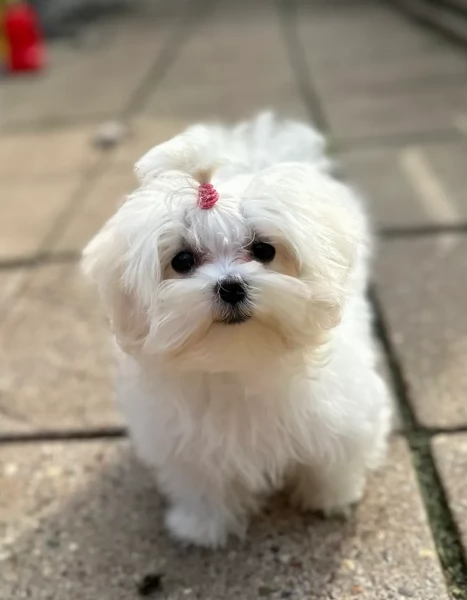 piccolissima cuccioli di Maltese per ladozione | Foto 2