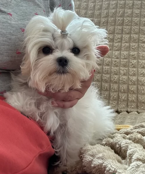 piccolissima cuccioli di Maltese per ladozione | Foto 1