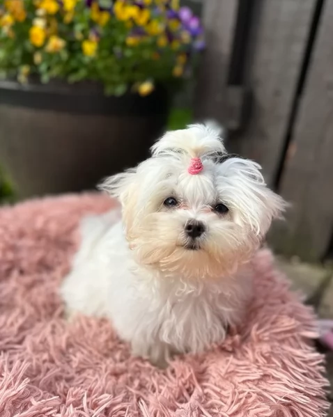 piccolissima cuccioli di Maltese per ladozione | Foto 0
