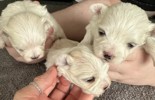 piccolissima cuccioli di Maltese per ladozione | Foto 2