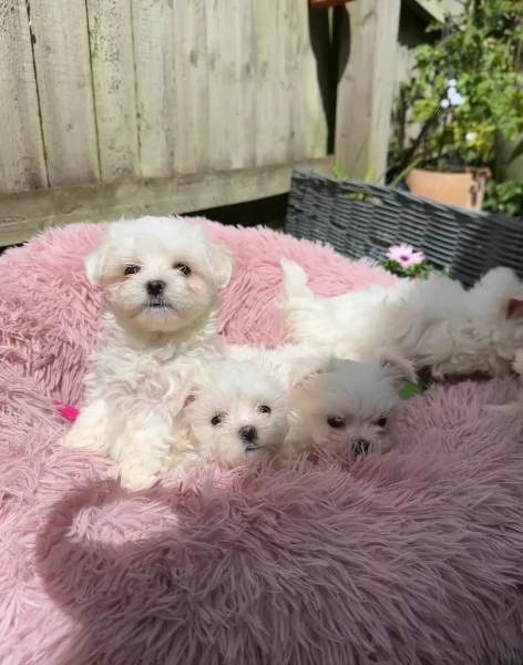 piccolissima cuccioli di Maltese per ladozione | Foto 1