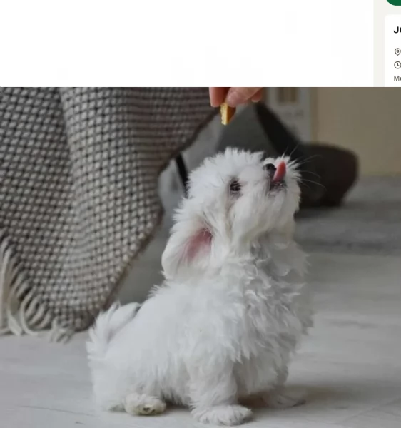 piccolissima cuccioli di Maltese per ladozione | Foto 0