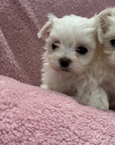 piccolissima cuccioli di Maltese per ladozione | Foto 2