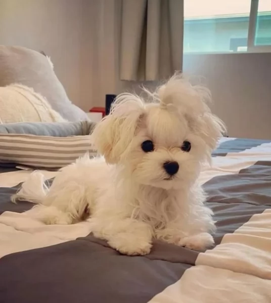 piccolissima cuccioli di Maltese per ladozione | Foto 1