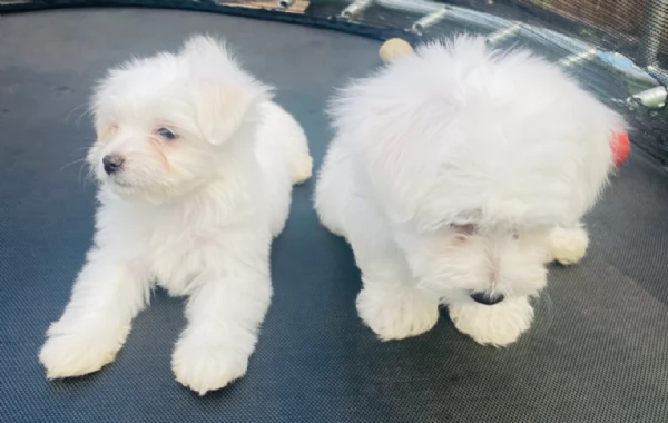 piccolissima cuccioli di Maltese per ladozione | Foto 5