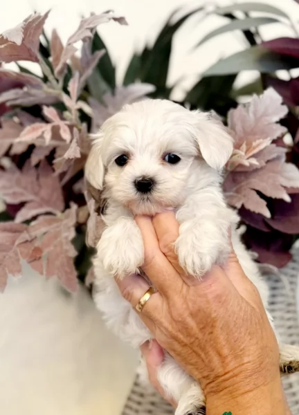 piccolissima cuccioli di Maltese per ladozione | Foto 1
