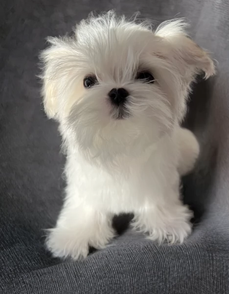 piccolissima cuccioli di Maltese per ladozione