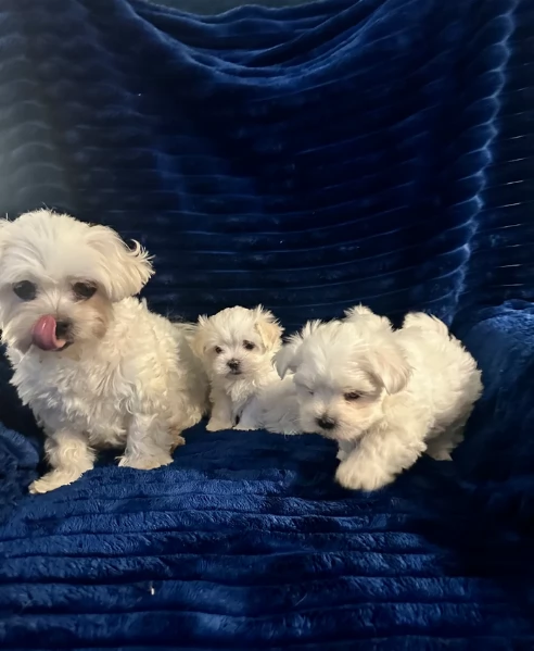 piccolissima cuccioli di Maltese per ladozione | Foto 4