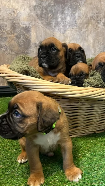 cucciolo di Boxer per adozione | Foto 2