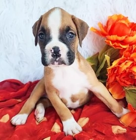 cucciolo di Boxer per adozione | Foto 0