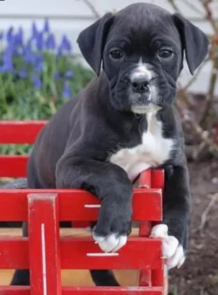 cucciolo di Boxer per adozione | Foto 1