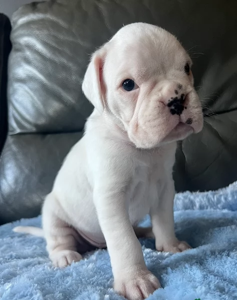 cucciolo di Boxer per adozione | Foto 5