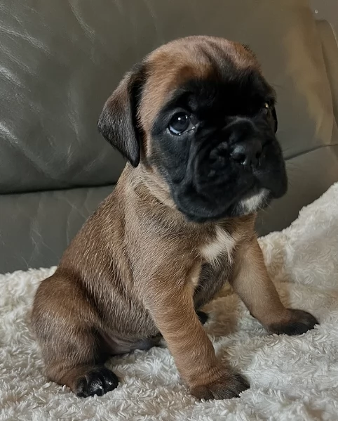 cucciolo di Boxer per adozione | Foto 4