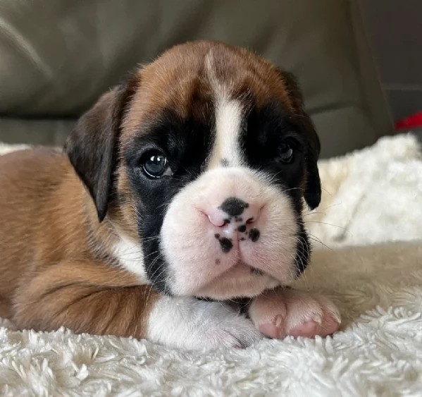 cucciolo di Boxer per adozione | Foto 3