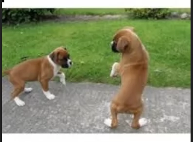 cucciolo di Boxer per adozione | Foto 2