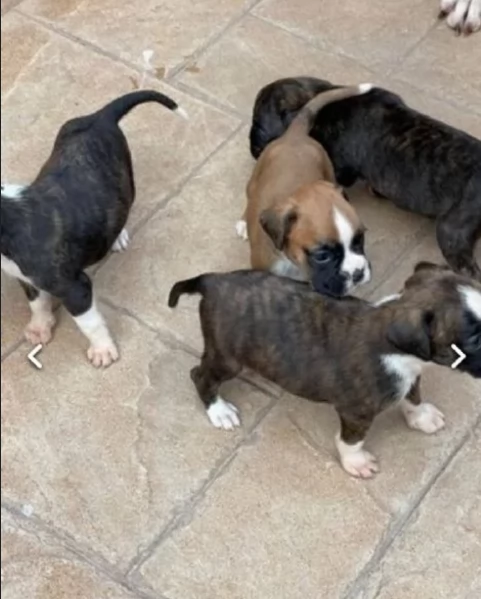 cucciolo di Boxer per adozione | Foto 1