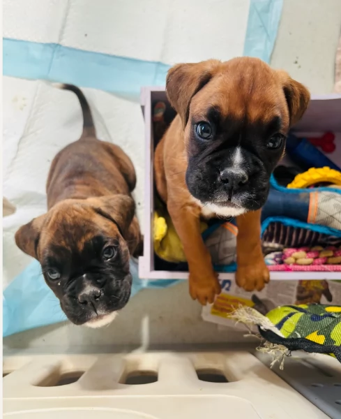 cucciolo di Boxer per adozione | Foto 2