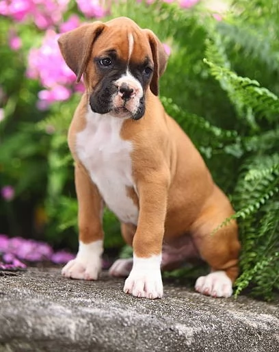 cucciolo di Boxer per adozione