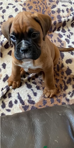 cucciolo di Boxer per adozione