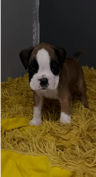 cucciolo di Boxer per adozione | Foto 1