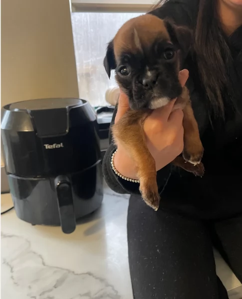 cucciolo di Boxer per adozione | Foto 0