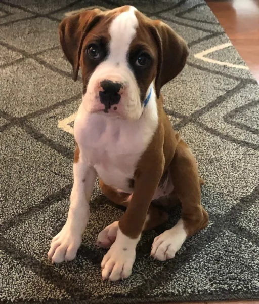 cucciolo di Boxer per adozione | Foto 1