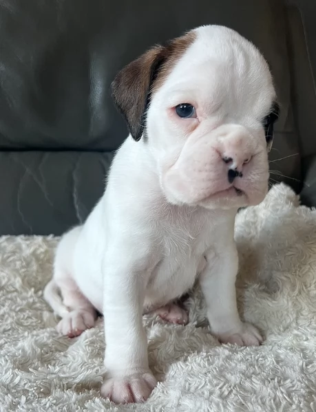 cucciolo di Boxer per adozione | Foto 0