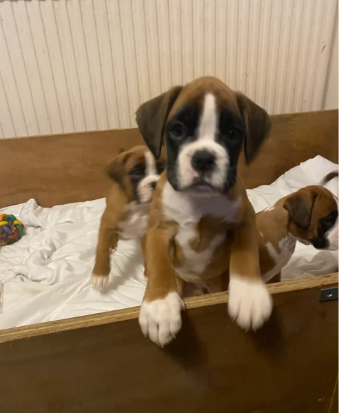 cucciolo di Boxer per adozione | Foto 1