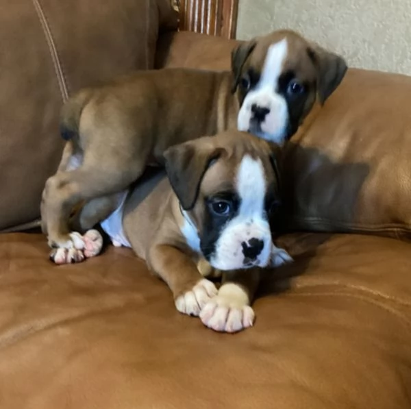 cucciolo di Boxer per adozione | Foto 3
