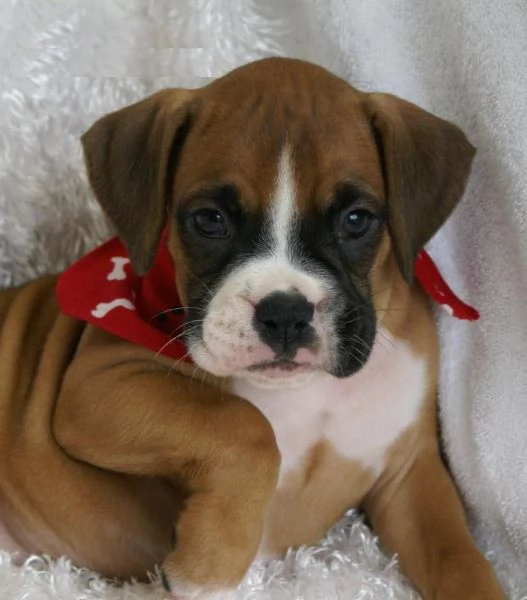 cucciolo di Boxer per adozione