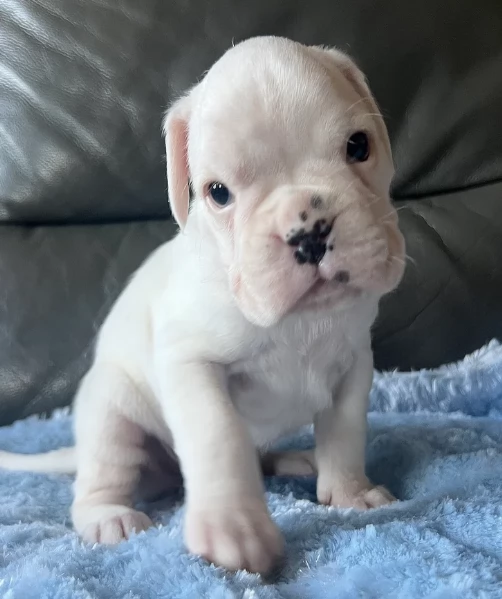 cucciolo di Boxer per adozione | Foto 1