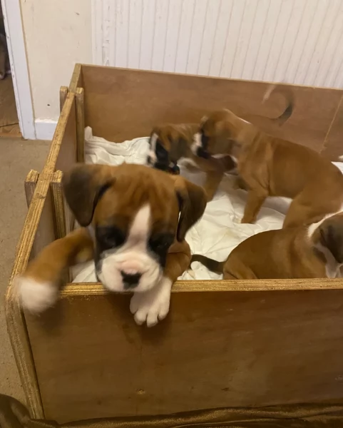 cucciolo di Boxer per adozione | Foto 2