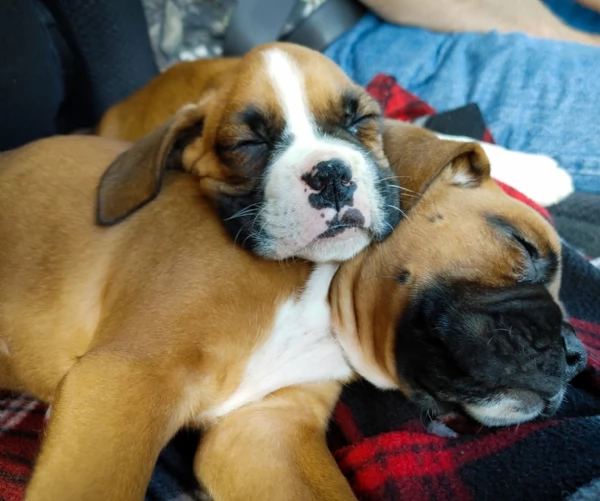 cucciolo di Boxer per adozione