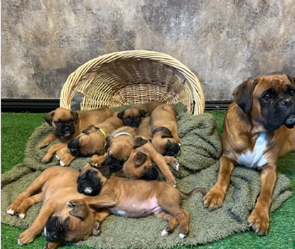 cucciolo di Boxer per adozione | Foto 1