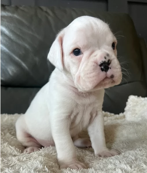 cucciolo di Boxer per adozione | Foto 4