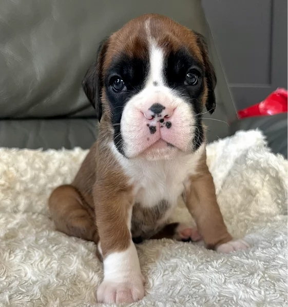 cucciolo di Boxer per adozione