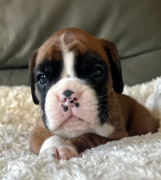 cucciolo di Boxer per adozione | Foto 3