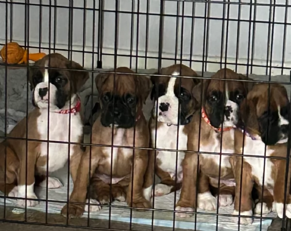 cucciolo di Boxer per adozione | Foto 1
