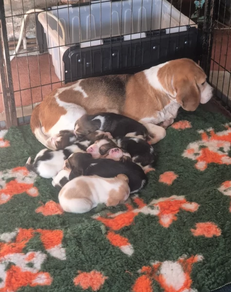 bellissimi cuccioli Beagle maschio e femmina inadozione | Foto 3