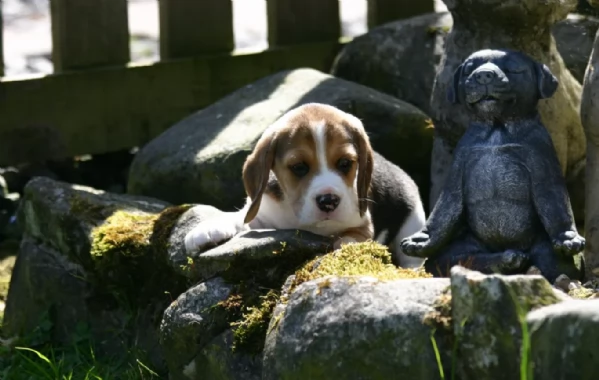 bellissimi cuccioli Beagle maschio e femmina inadozione | Foto 1